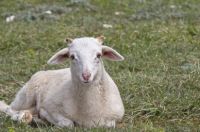 羊英语单词怎么写 羊的英语单词怎么写