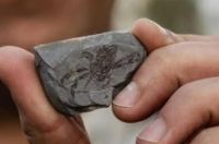 化石是怎样形成的对于我们研究早期人类有什么作用 化石是如何形成