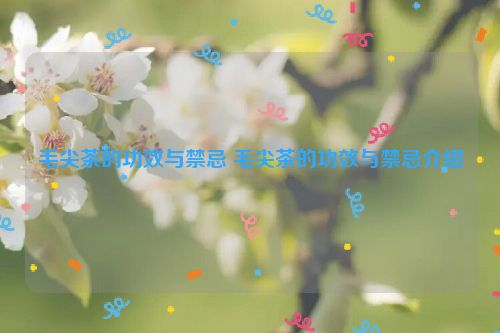 毛尖茶的功效与禁忌 毛尖茶的功效与禁忌介绍