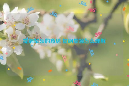 提纲挈领的意思 提纲挈领怎么理解