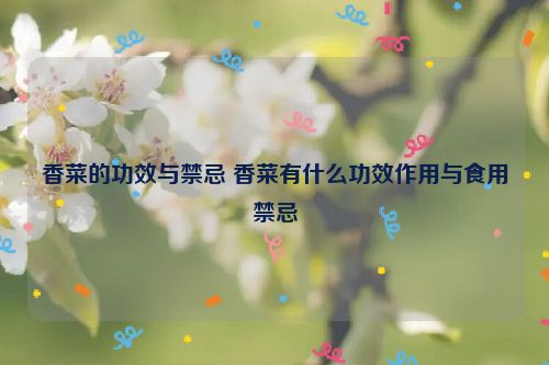 香菜的功效与禁忌 香菜有什么功效作用与食用禁忌