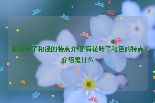 菊花叶子和径的特点介绍 菊花叶子和径的特点介绍是什么